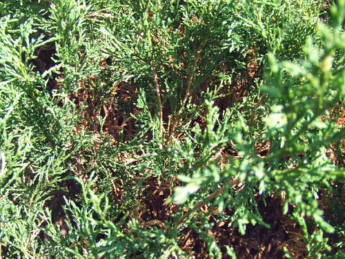 Juniper berries