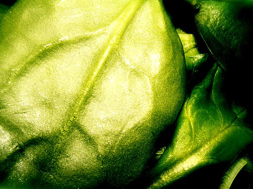 White mulberry leaf